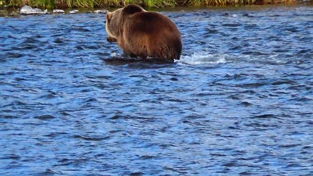 Река Опала наглый медведь смотреть онлайн
