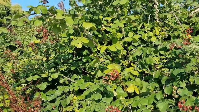 Ежевика (ажина, ожина) на берегу моря | Жизнь в Адлере смотреть онлайн