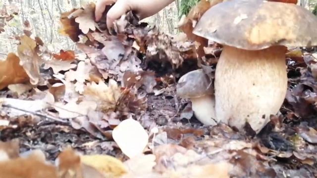 big boletus hribi смотреть онлайн