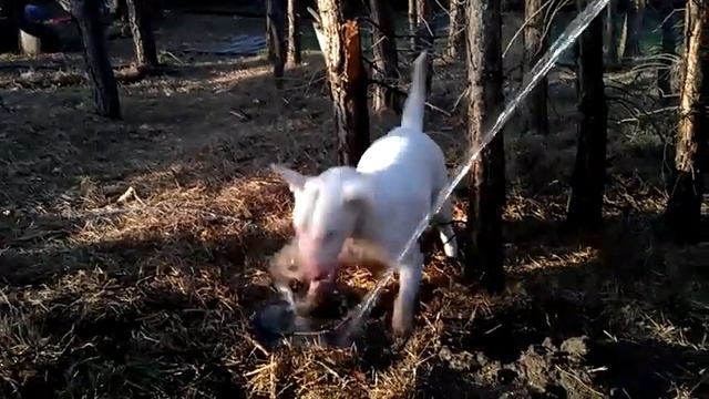 Бультерьер разрывает струю смотреть онлайн