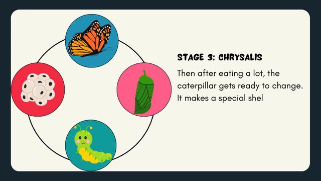 Butterfly Life Cycle | Stage 1: Egg | Stage 2: Caterpillar | Stage 3: Chrysalis | Adult Butterfly смотреть онлайн