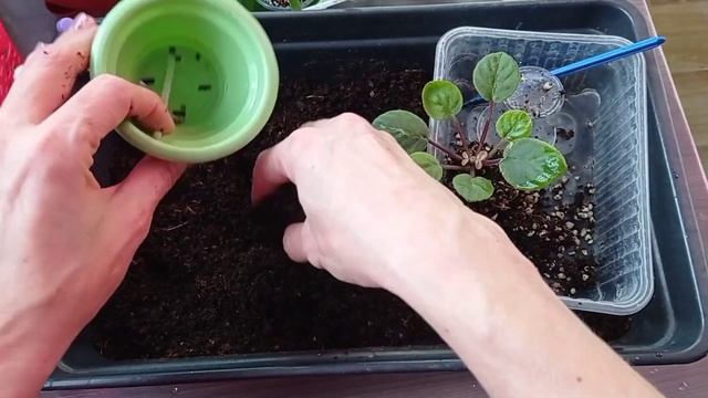 Как выращивают фиалки! Фиалки у Алисы. смотреть онлайн