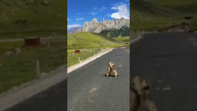 Угарные животные | Я Звезда 🌟, а ты Нет! смотреть онлайн