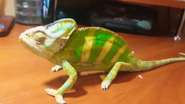 отличие между самцом хамелеона и самкой (йеменского) смотреть онлайн