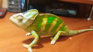 отличие между самцом хамелеона и самкой (йеменского)