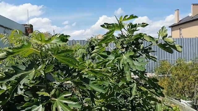 Чем я обрабатываю инжир. Вредители на инжире смотреть онлайн