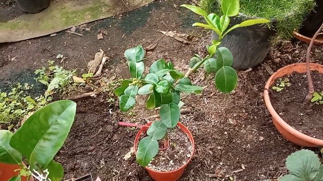 Лайм Таити, Кафрский лайм, Имбирный лайм