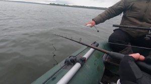 Правильная подсечка сома при ловле на квок