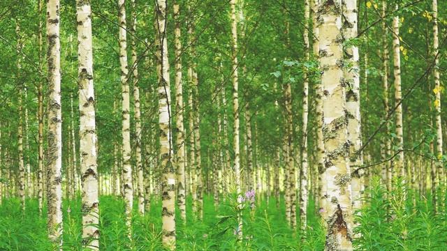 Настрой от печали и грусти смотреть онлайн