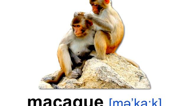 Английский видеословарь - ЖИВОТНЫЕ 3 смотреть онлайн