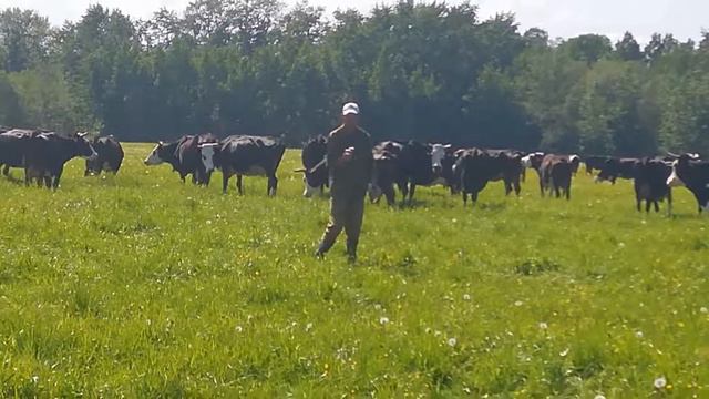 Алкаш посёт коров смотреть онлайн