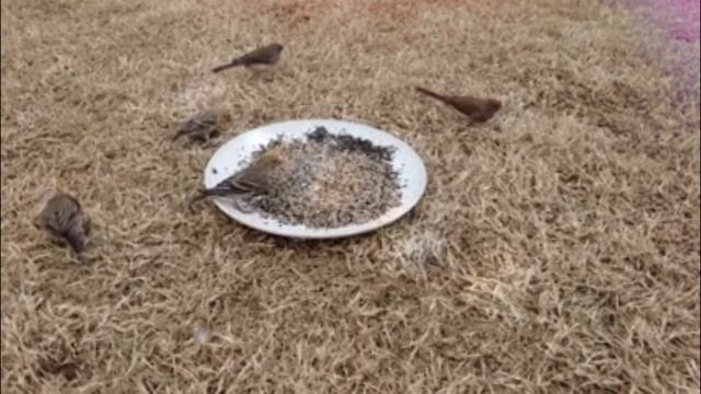 Звук воробья, чириканье воробья смотреть онлайн