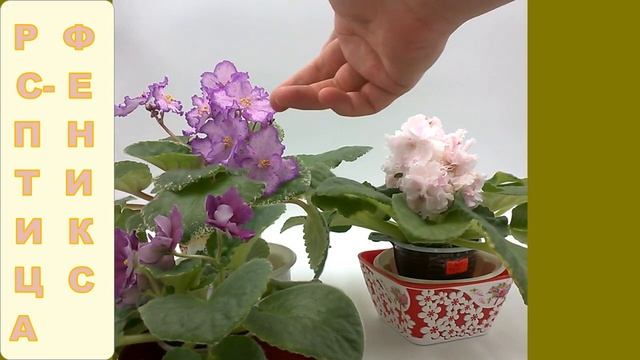 Шапочное цветение фиалки РС-Шик! смотреть онлайн