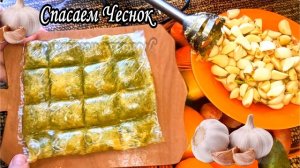 Как хранить чеснок  в домашних условиях, проверенные способы