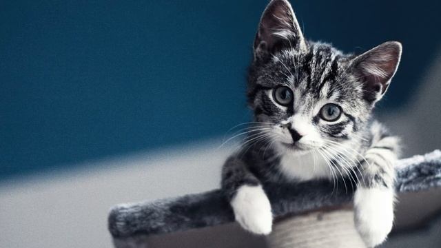 Мяуканье котенка (Звук мяуканья маленького испуганного котенка) | (20 Секунд)