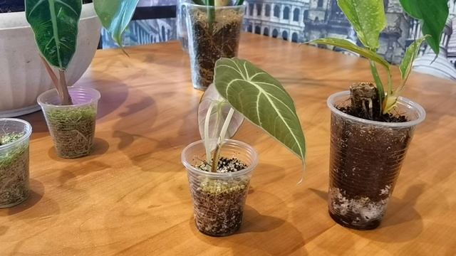 Мой ОПЫТ Адаптации Алоказии Блэк Вильвет/ МОЙ Ринг оф фаер/ Ответы на ваши вопросы в конце видео. смотреть онлайн