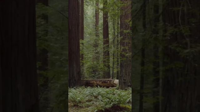 Nature has a way of reminding us to slow down and find pease within its beauty ?? #forest #hiking смотреть онлайн
