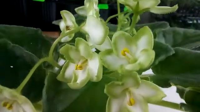 Emerald Love фіалка стандарт смотреть онлайн