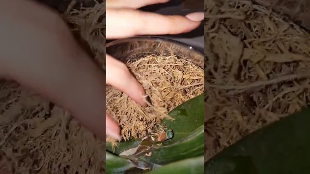 Избавляюсь от зеленых водорослей в вазе с помощью перекиси водорода. смотреть онлайн