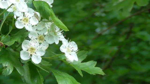 Цветение боярышника смотреть онлайн