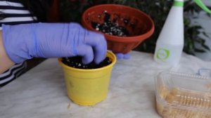 Как посадить пророщенную косточку манго