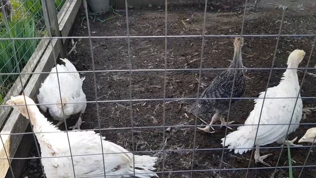 Индюки Биг-6 и Бронза-708 в возрасте 1 месяц. Переход на уличное содержание. смотреть онлайн