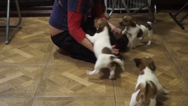 Щенки джек рассел терьера для вас +380504013955 есть Viber