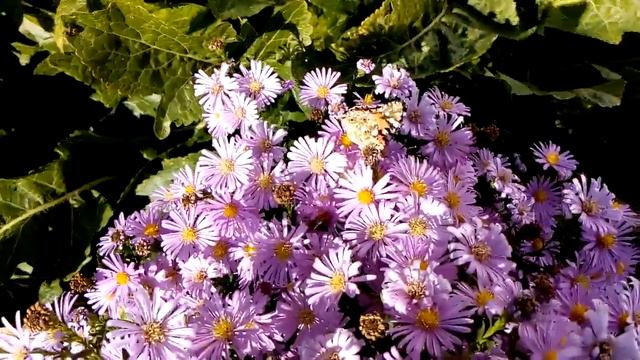 Комнатные и уличные цветы . смотреть онлайн