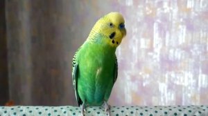 Волнистый попугай поёт