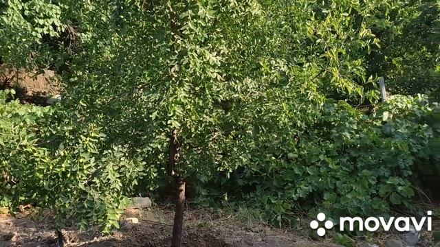 ПРАЗДНИК ВАРДАВАР В АРМЕНИИ. ПРАЗДНУЕМ В КРУГУ СЕМЬИ #вардавар #վարդավառ #гата/ Տոնում ենք Վարդավառ смотреть онлайн
