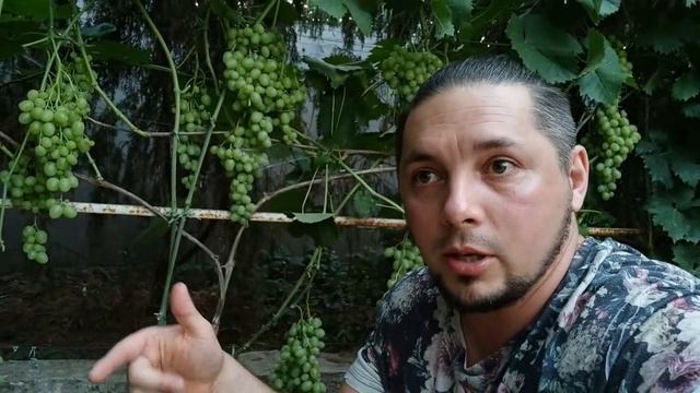 ВИНОГРАД СУПЕР ЭКСТРА ТО ЧТО ТЕБЕ НАДО ЗНАТЬ ПРИ ЕГО ПОСАДКЕ смотреть онлайн