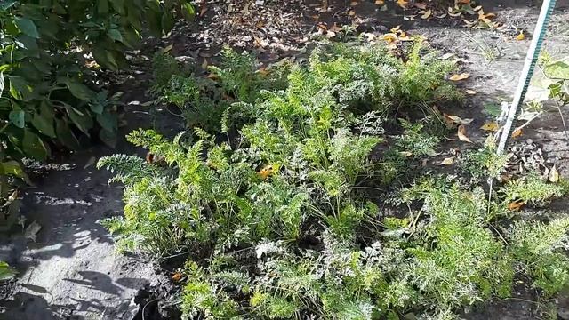 ПОСЛЕДНЯЯ УБОРКА УРОЖАЯ И АРАХИСА.... смотреть онлайн