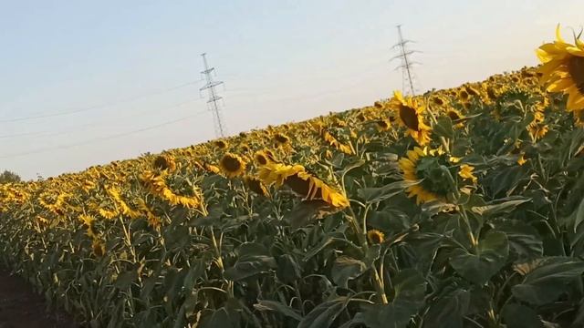 Прогулка в подсолнухах ? смотреть онлайн