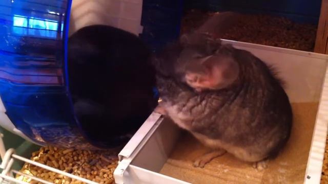 Ласки шиншилл:) смотреть онлайн