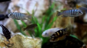 Видео игра для кошек, котов и котят! Рыбки плавают для вашей кошки! Аквариум!