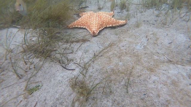 WELCOME TO PANAMA’S PARADISE! Exploring Bocas del Toro, Cosmic Crab Resort, Colón & Carenero Island смотреть онлайн