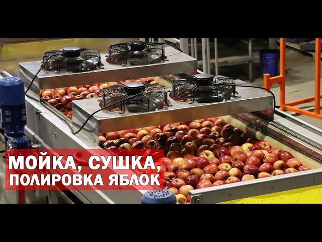 Оборудование для мойки яблок (видео) смотреть онлайн