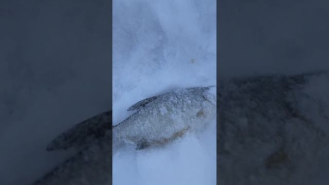 Вот такая густера #глухозимье #рыбалкакстово смотреть онлайн