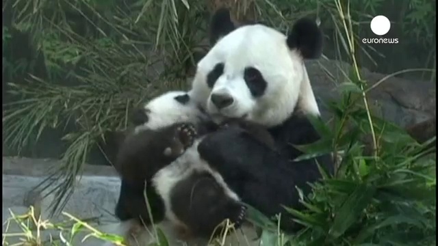 Самое лучшее на свете место для этих милых медвежат панда - объятия маминых лап! смотреть онлайн