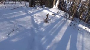 Проверка капканов на снегоходе Тайга 17л.с.