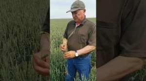 Почему желтеет пшеница