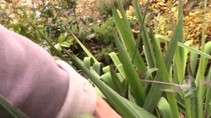 ЮККА НИТЧАТАЯ САДОВАЯ, ЧТО ВАЖНО ЗНАТЬ!