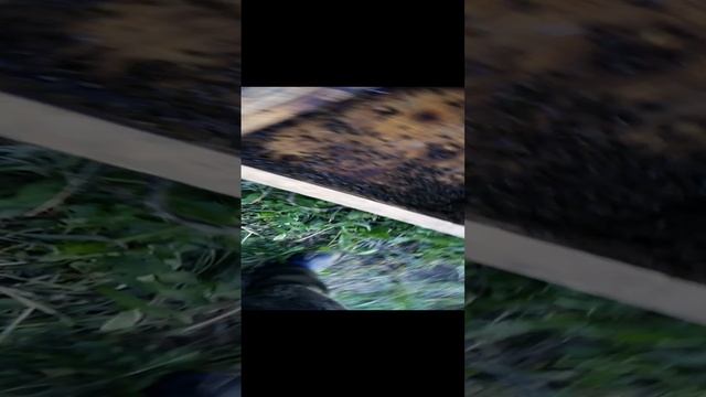 Переселения роя из ловушки в Улей (4) смотреть онлайн