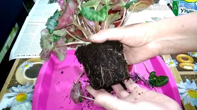 Пропадает цикламен из магазина. Пересадка цикламена. смотреть онлайн