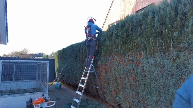 Hecke schneiden Heckenschnitt смотреть онлайн