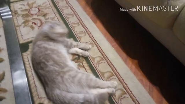 Карликовый шпиц и британская кошка смотреть онлайн