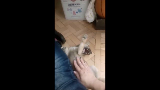 Щенок Шиба-Ину резвится и хулиганит. И даже разрешает гладить пузо! смотреть онлайн