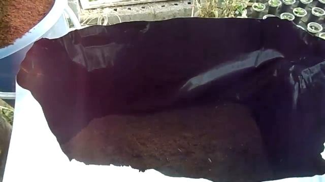 КАК СДЕЛАТЬ КАССЕТНУЮ РАССАДУ КЛУБНИКИ ? НАШ ЭФФЕКТИВНЫЙ МЕТОД. смотреть онлайн