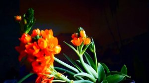 Орнитогалум сомнительный (Оrnithogalum dubium)