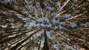 Best relaxation video |  Звук ветра в лесу | музыка для медитации |The sound of the wind